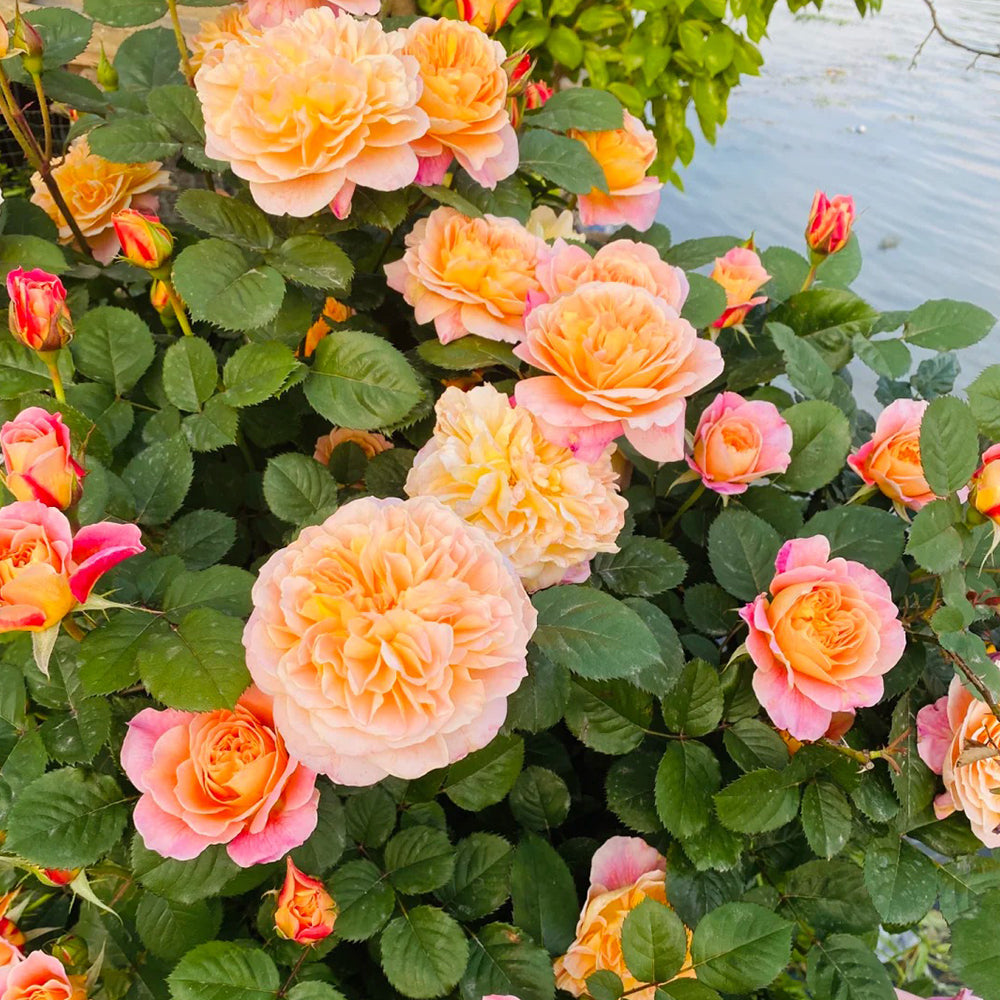 The Impressionist US Florist Climbing Rose