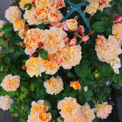 The Impressionist US Florist Climbing Rose