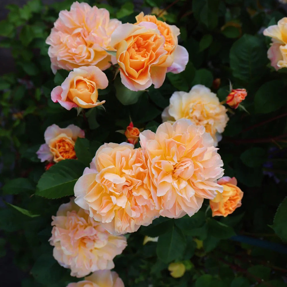 The Impressionist US Florist Climbing Rose