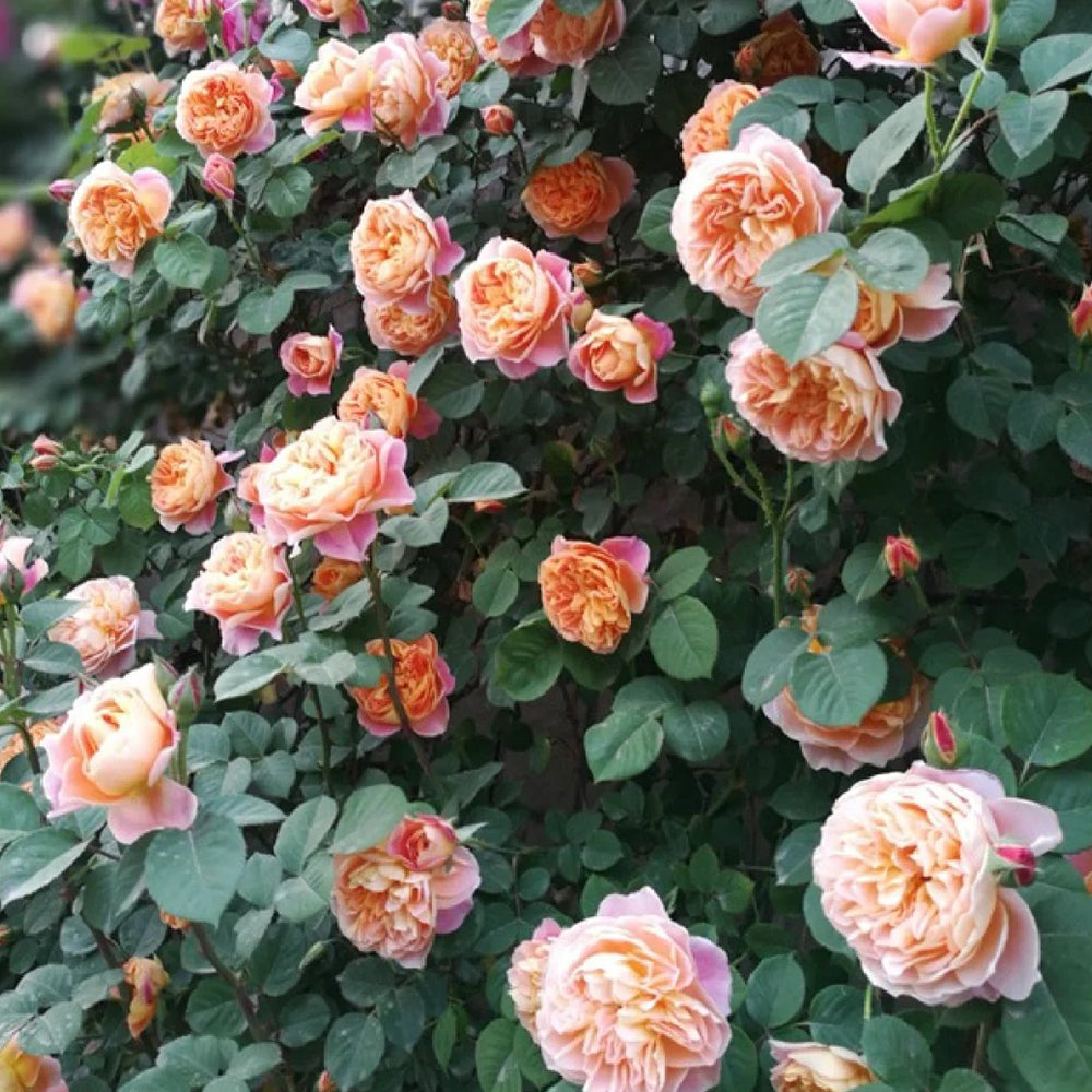 The Impressionist US Florist Climbing Rose