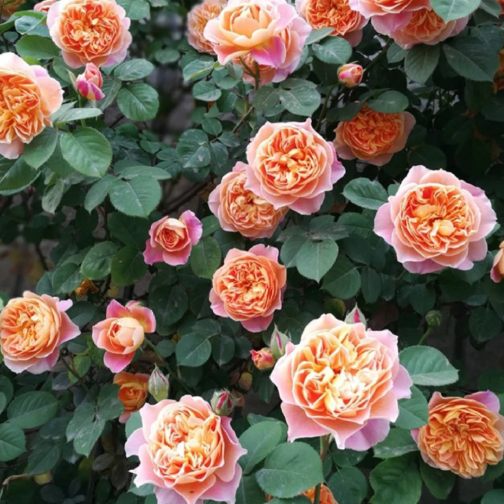 The Impressionist US Florist Climbing Rose