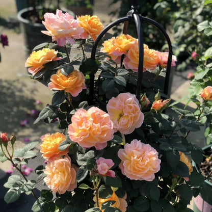 The Impressionist US Florist Climbing Rose