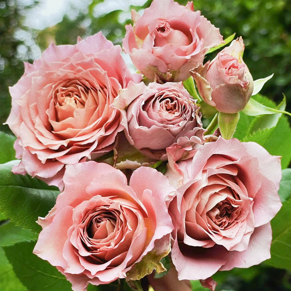 The Nature Japanese Florist Shrub Rose