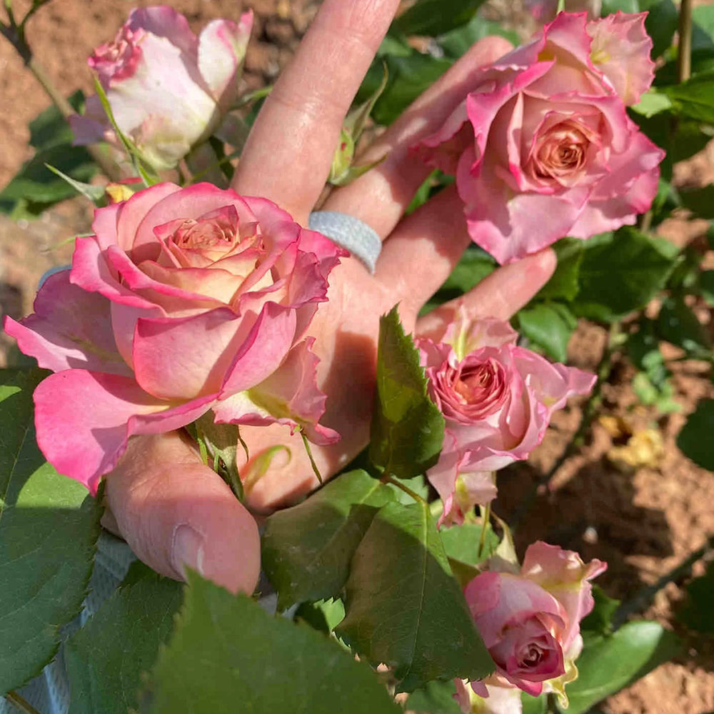The Nature Japanese Florist Shrub Rose – Highgarden Roses