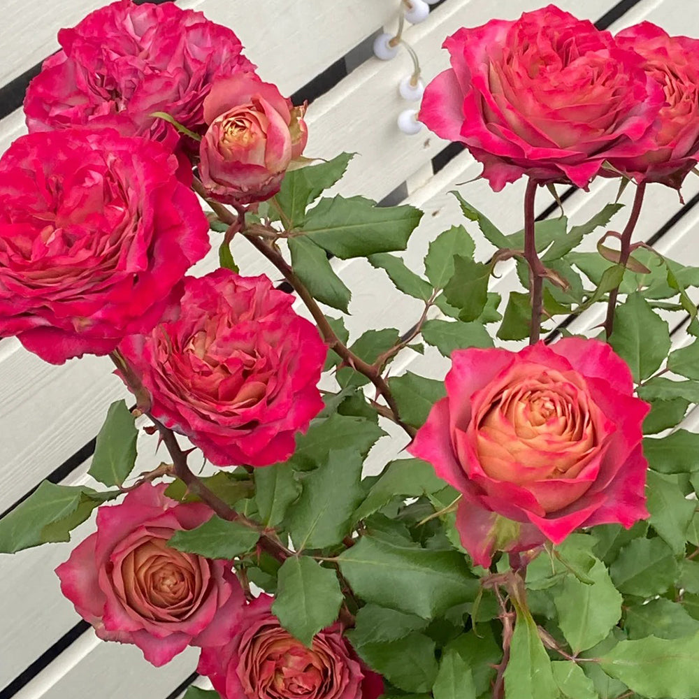 The Nature Japanese Florist Shrub Rose – Highgarden Roses