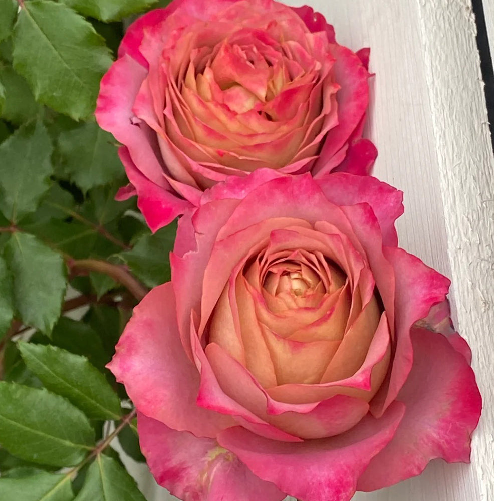 The Nature Japanese Florist Shrub Rose – Highgarden Roses