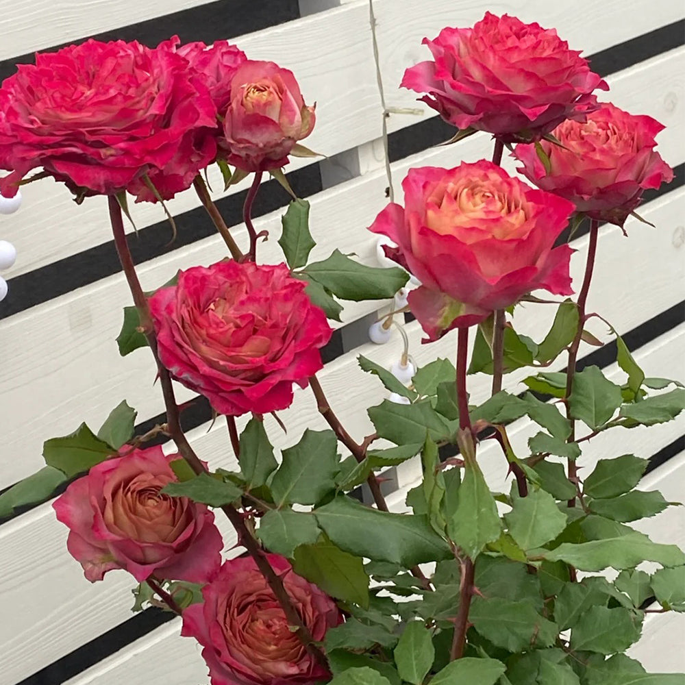 The Nature Japanese Florist Shrub Rose – Highgarden Roses