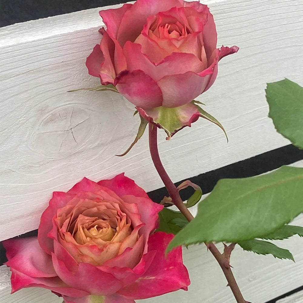 The Nature Japanese Florist Shrub Rose – Highgarden Roses