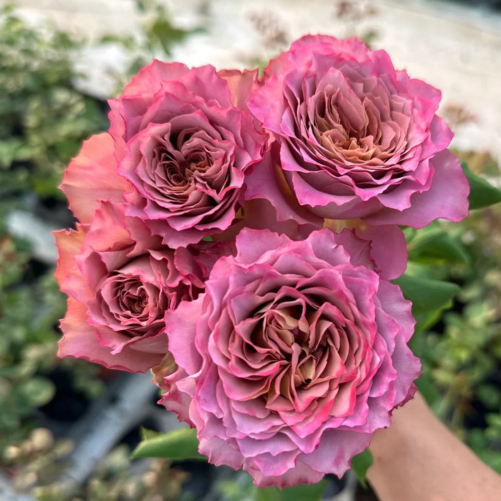 Shojun Roses The Nature Japanese Florist Shrub Rose – Highgarden Roses
