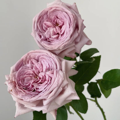 The Pride French Florist Shrub Rose