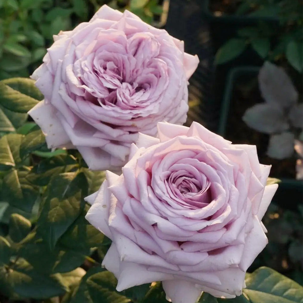 The Pride French Florist Shrub Rose