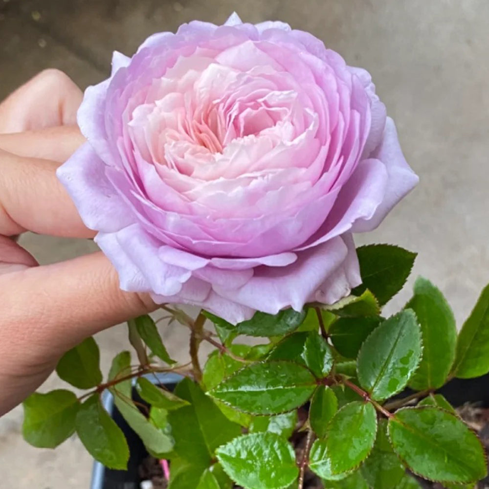 The Pride French Florist Shrub Rose