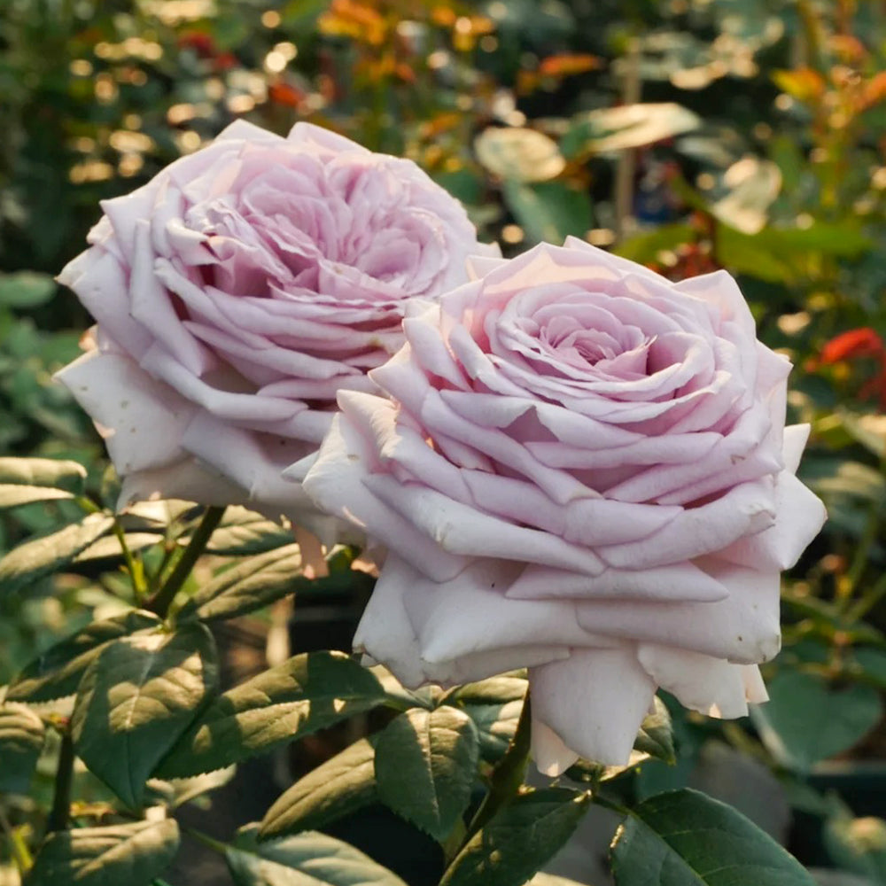 The Pride French Florist Shrub Rose