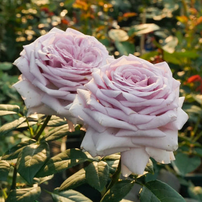 The Pride French Florist Shrub Rose