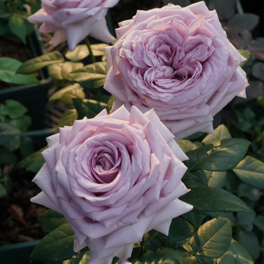 The Pride French Florist Shrub Rose