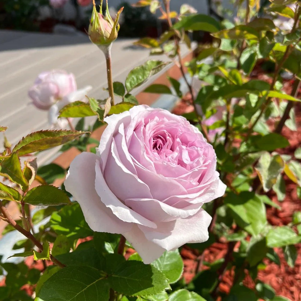 The Pride French Florist Shrub Rose