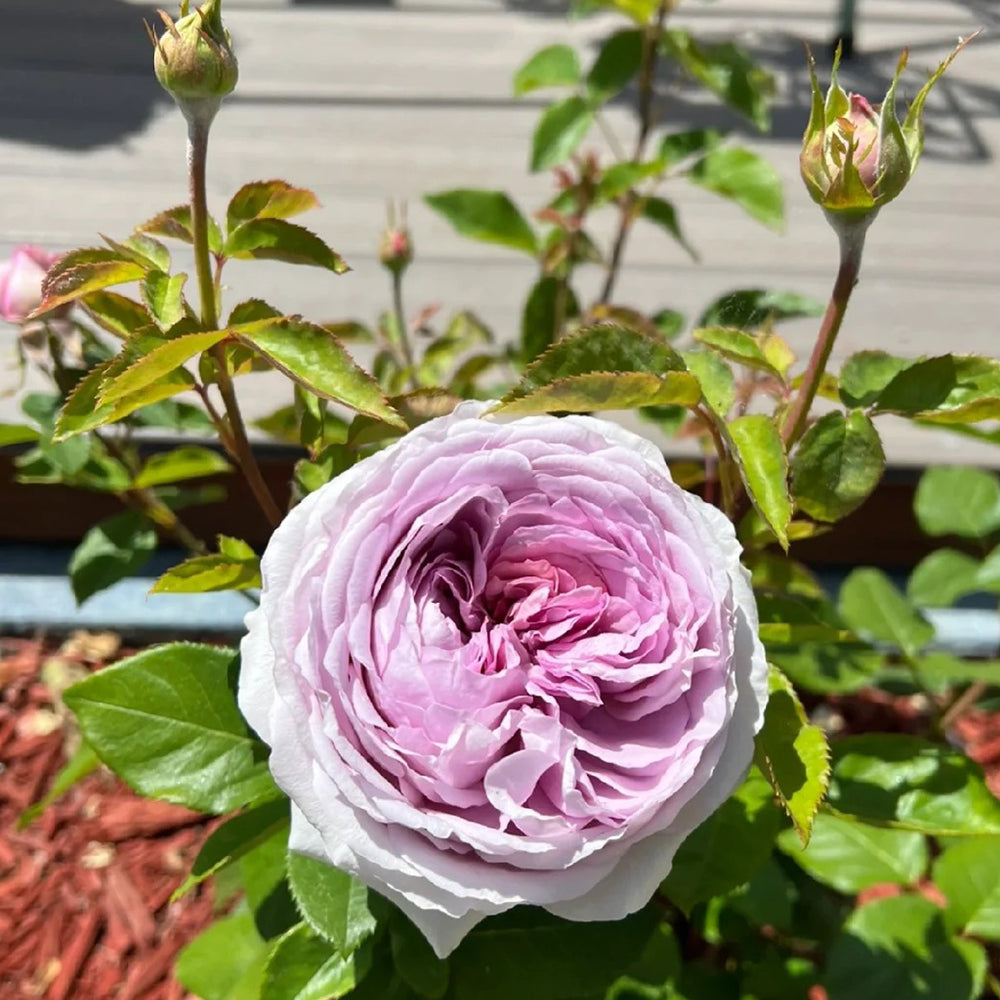 The Pride French Florist Shrub Rose