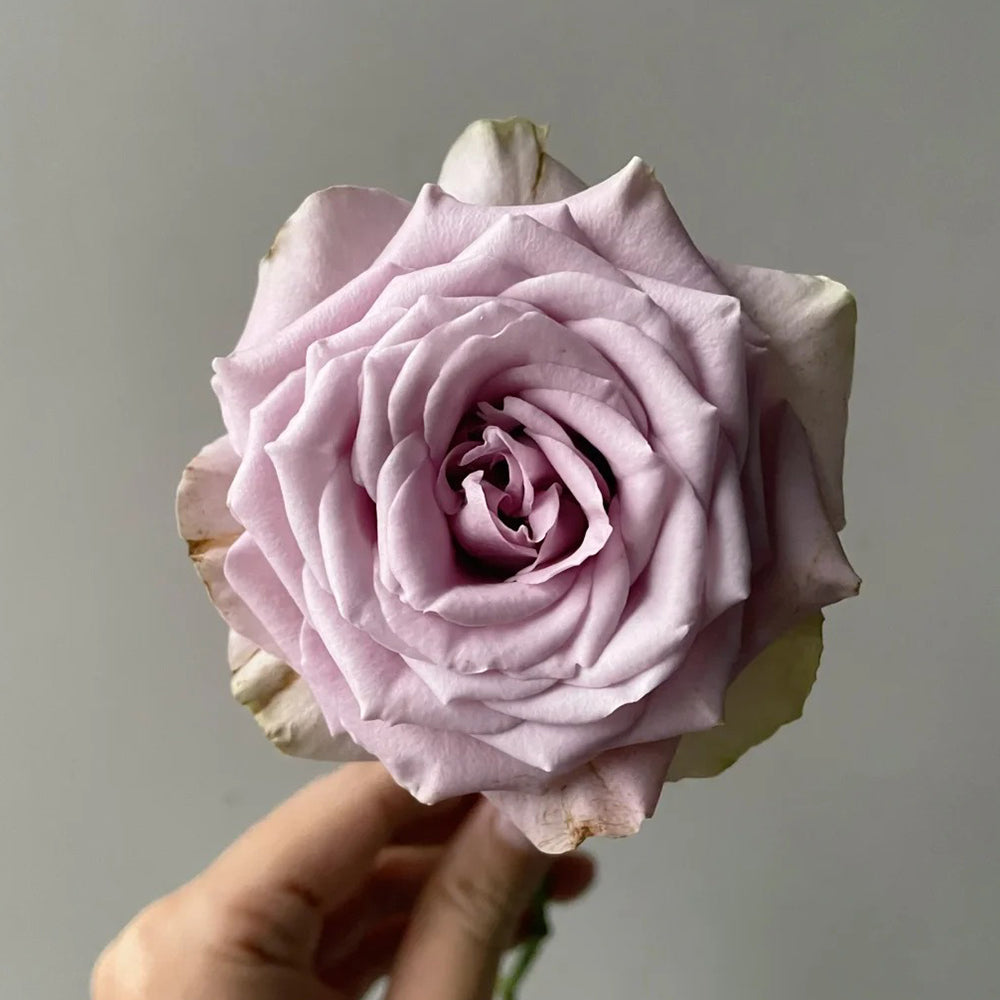 Dutch Florist Shrub Rose Inspired by Tiara – Highgarden Roses