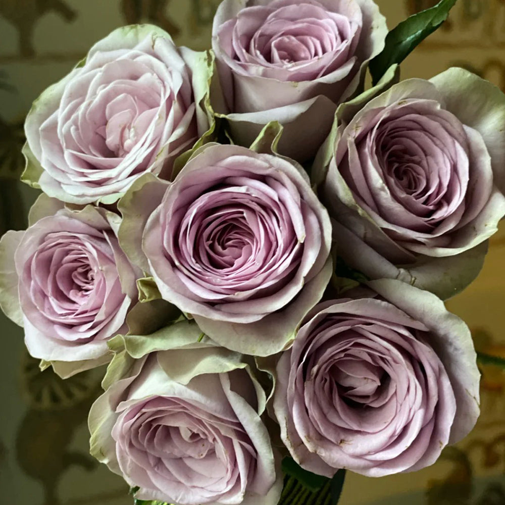 Netherlands Florist Shrub Rose Inspired by Tiara