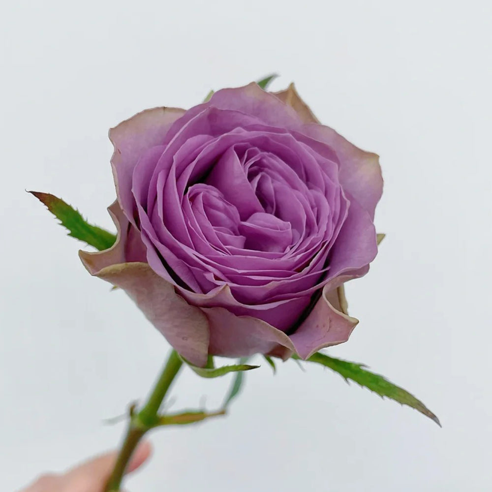 Tiara Dutch Florist Shrub Rose – Highgarden Roses