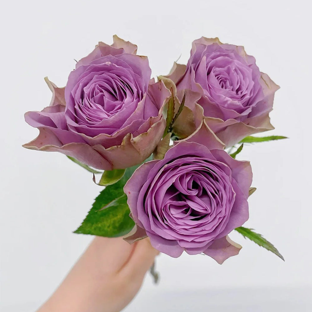 Netherlands Florist Shrub Rose Inspired by Tiara