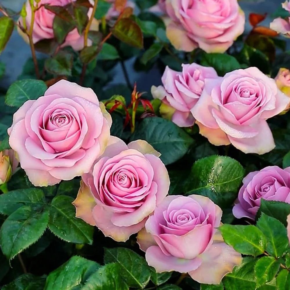 Dutch Florist Shrub Rose Inspired by Tiara – Highgarden Roses