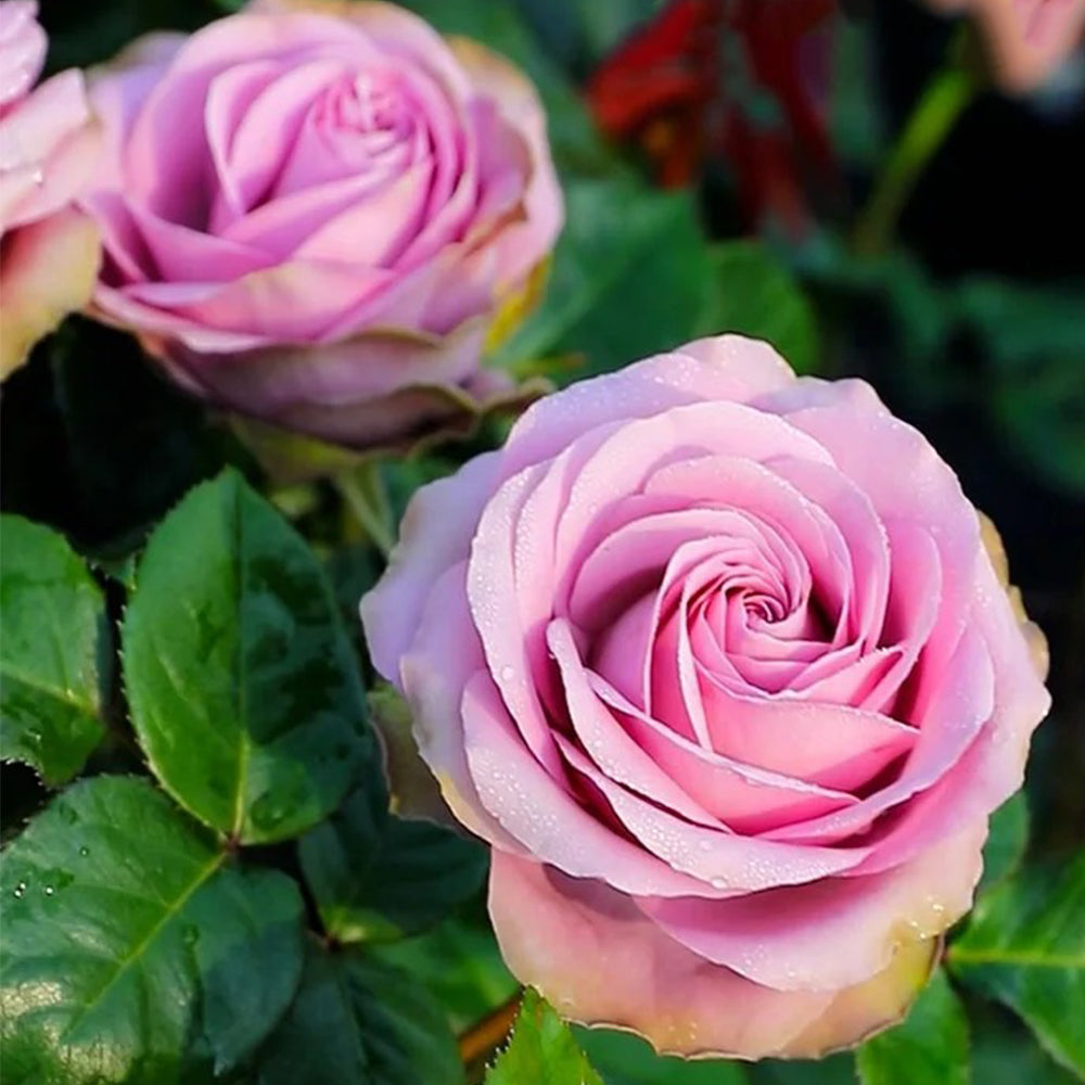 Tiara Dutch Florist Shrub Rose – Highgarden Roses