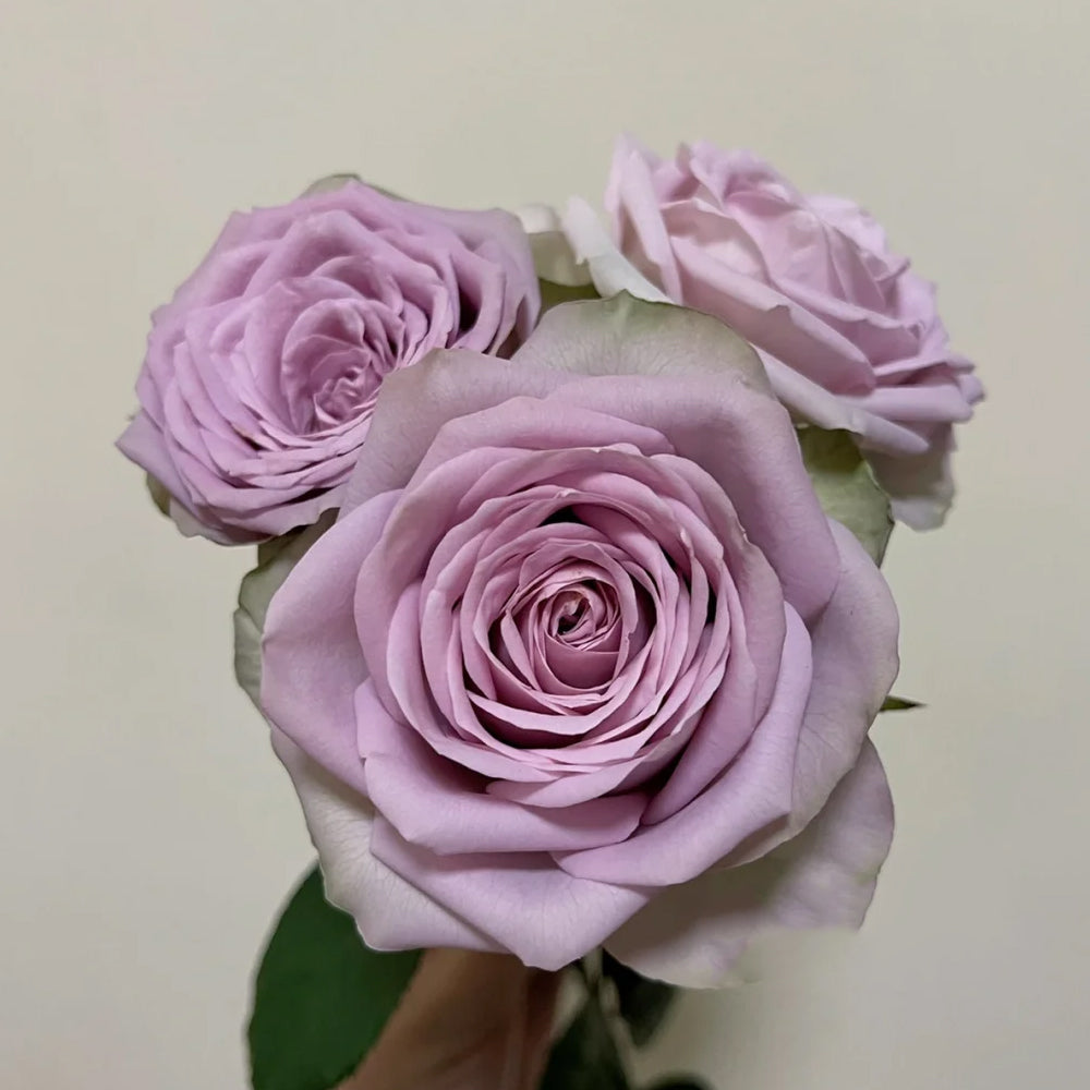 Tiara Netherlands Florist Shrub Rose