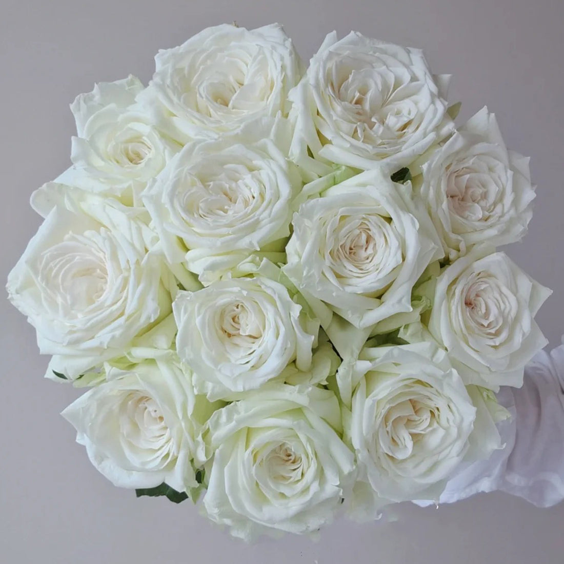 Tineke Japanese Florist Hybrid Tea Rose