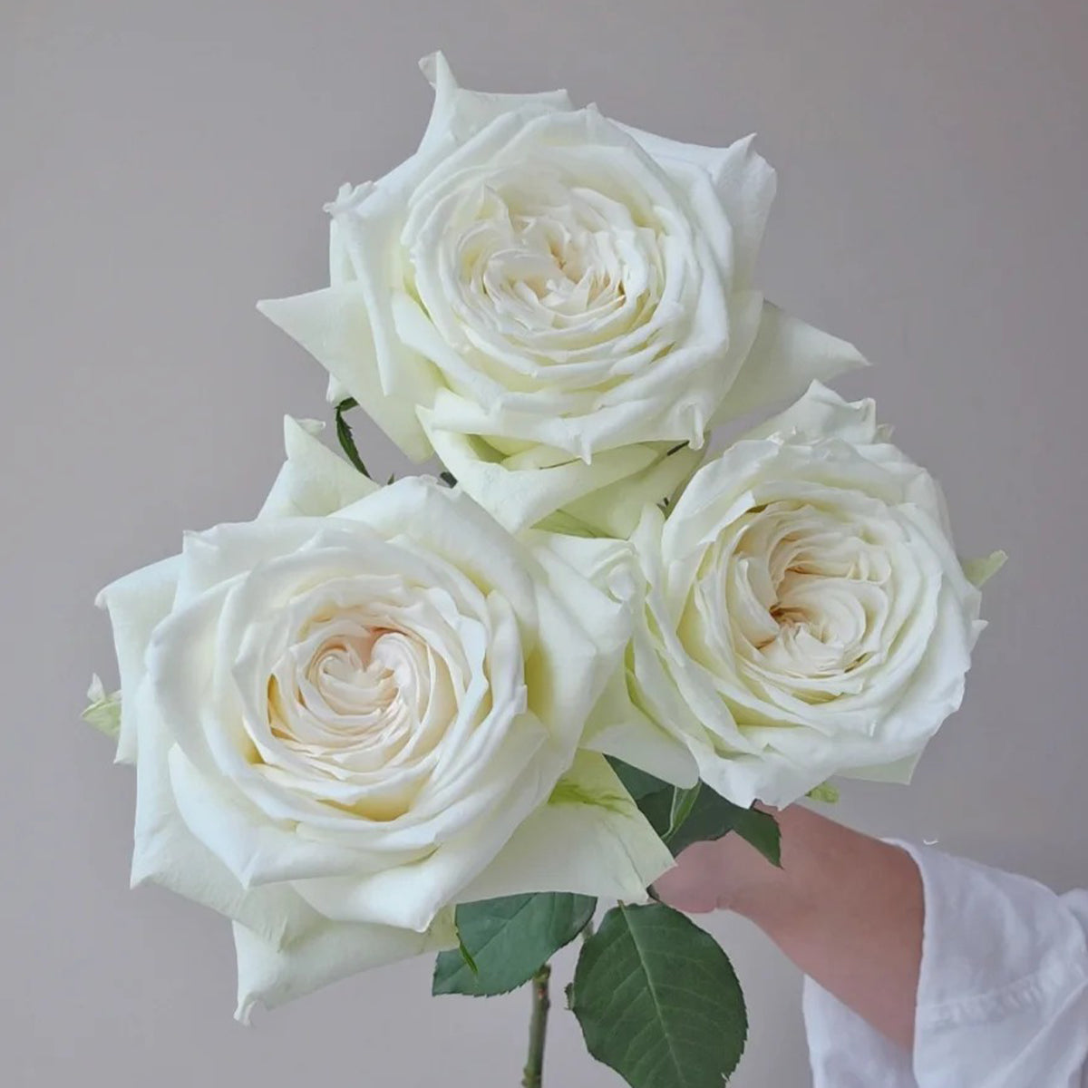 Tineke Japanese Florist Hybrid Tea Rose