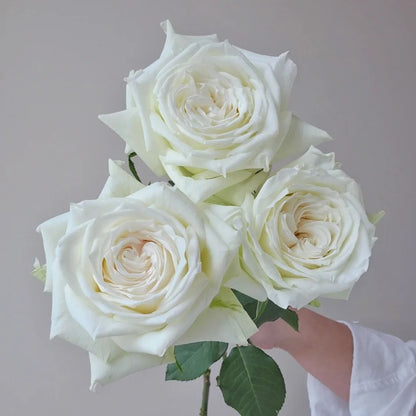 Tineke Japanese Florist Hybrid Tea Rose