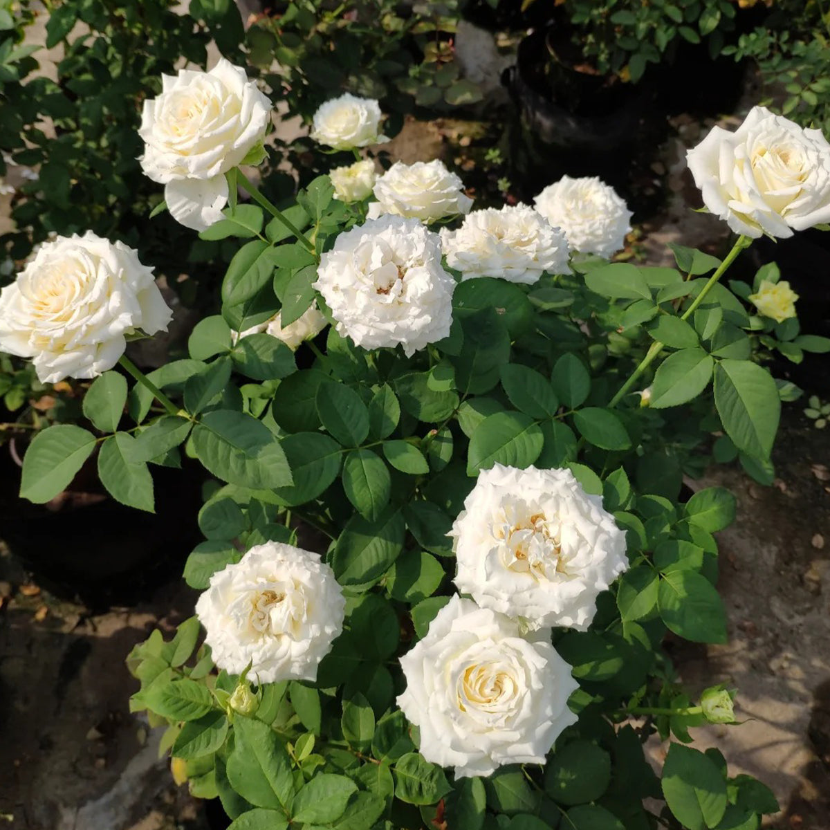 Tineke Japanese Florist Hybrid Tea Rose