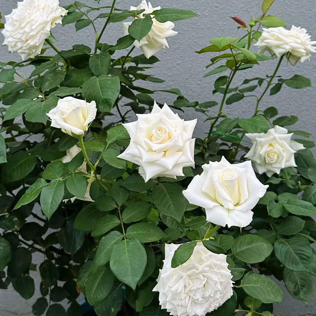 Tineke Japanese Florist Hybrid Tea Rose