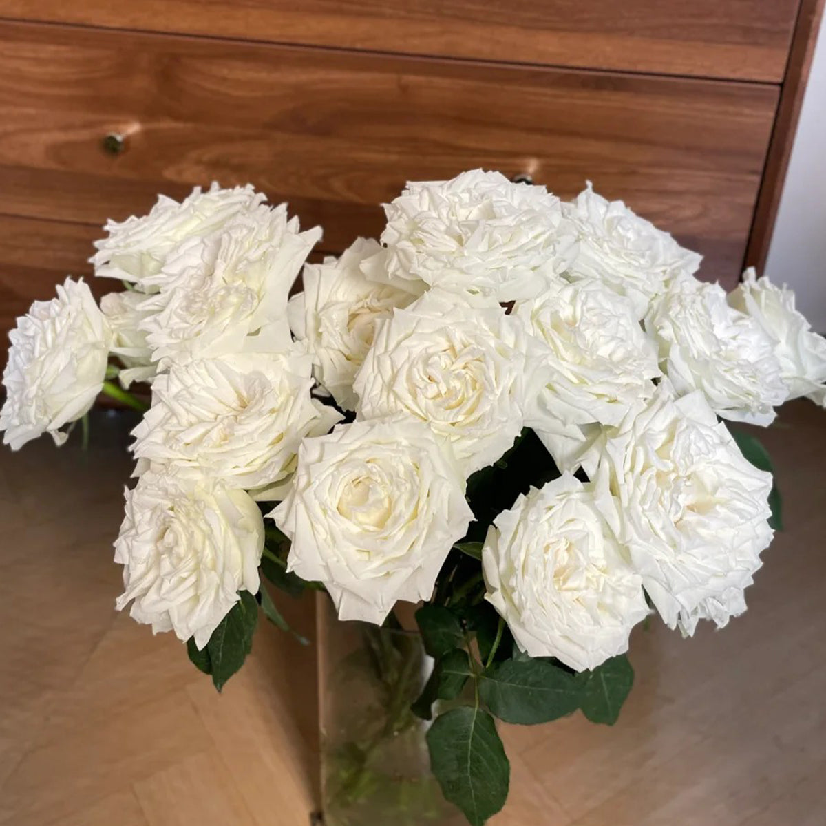 Tineke Japanese Florist Hybrid Tea Rose