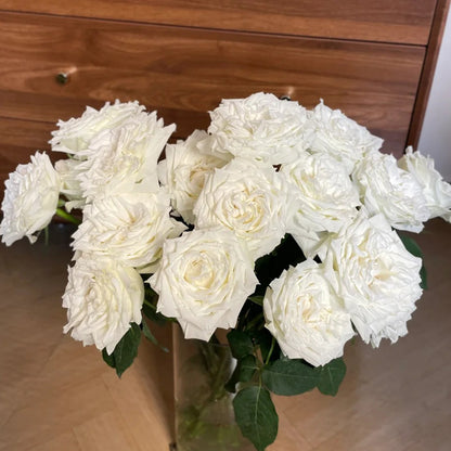 Tineke Japanese Florist Hybrid Tea Rose