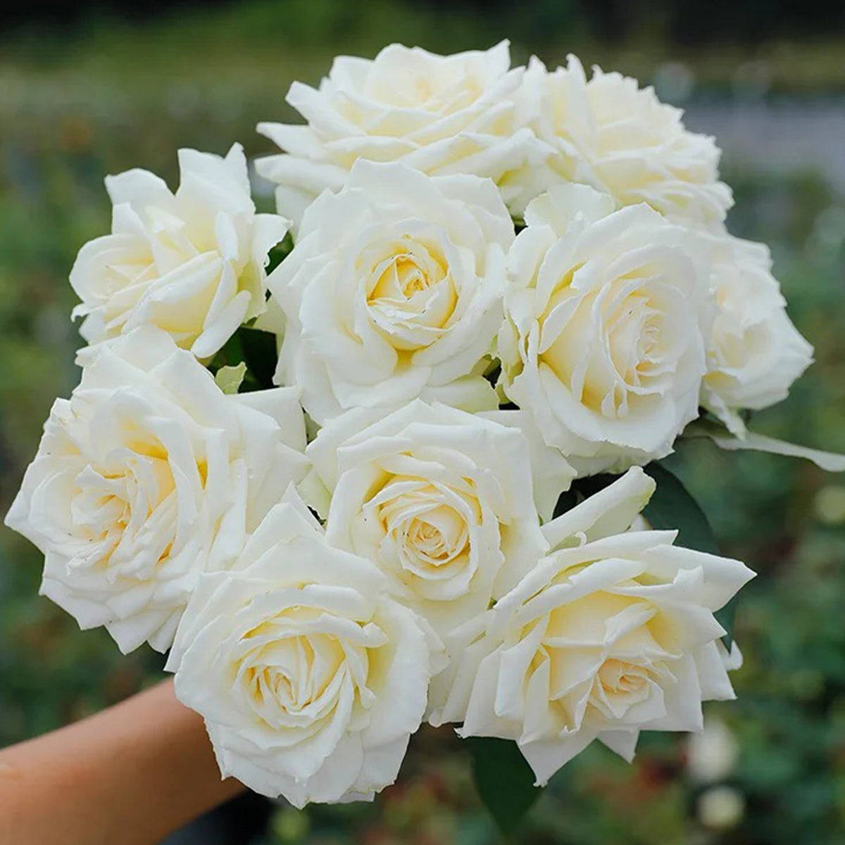 Tineke Japanese Florist Hybrid Tea Rose
