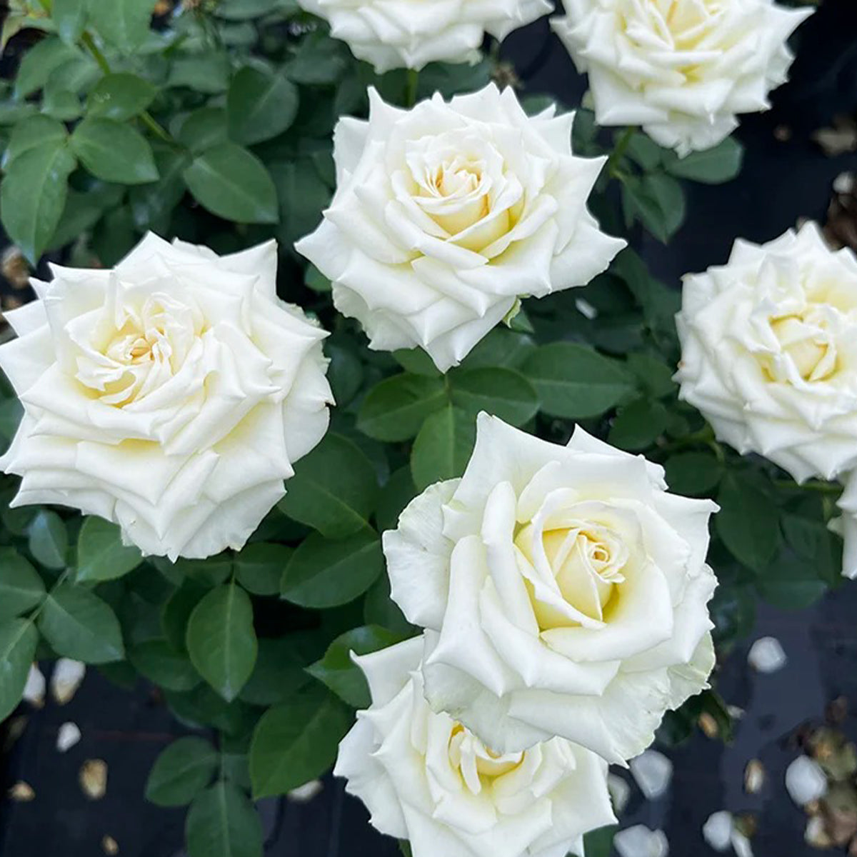 Tineke Japanese Florist Hybrid Tea Rose