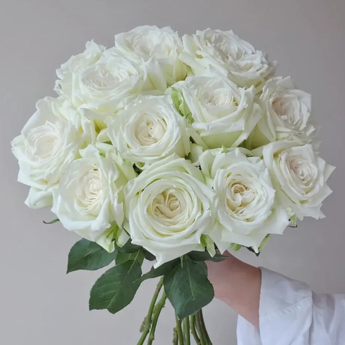 Tineke Japanese Florist Hybrid Tea Rose