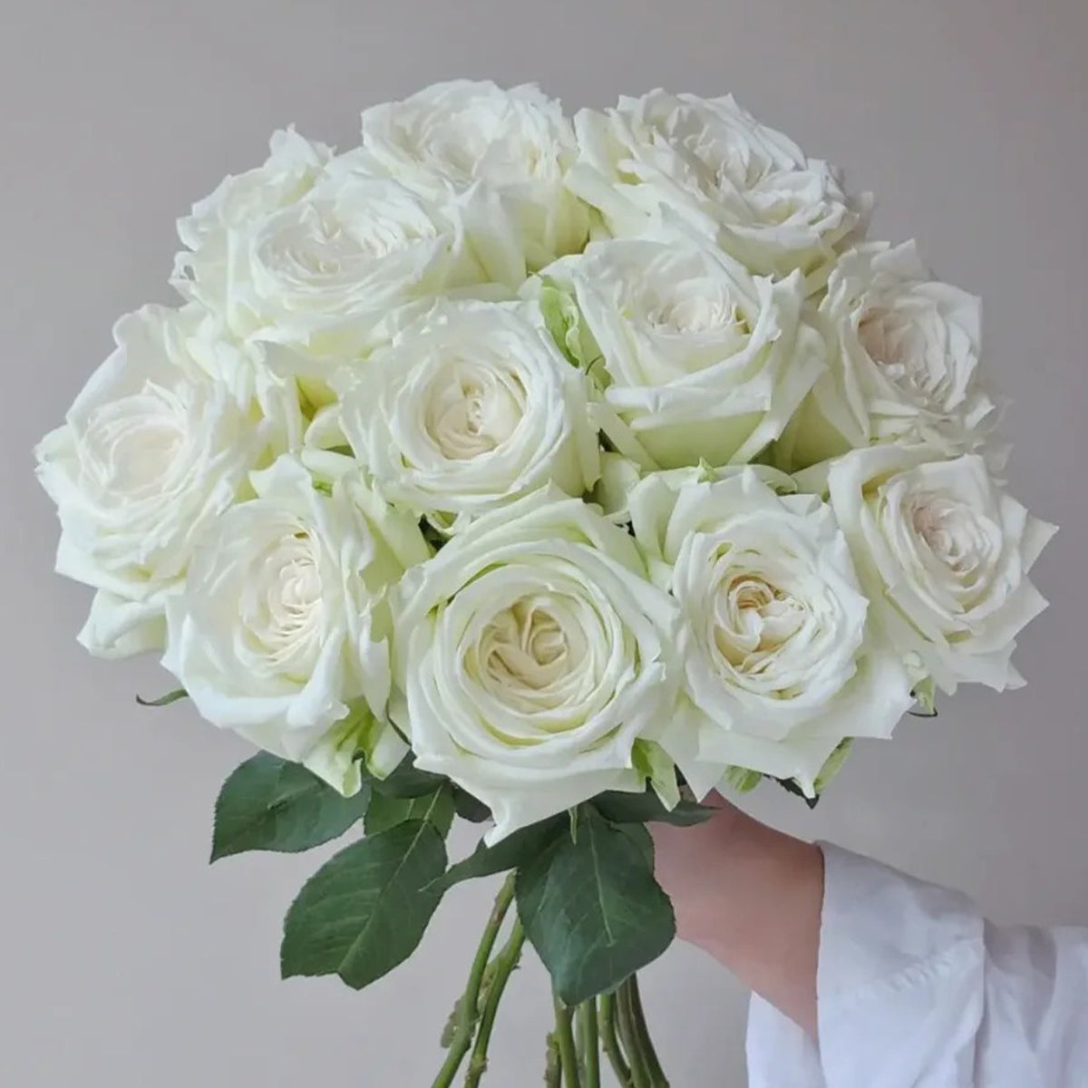 Tineke Japanese Florist Hybrid Tea Rose