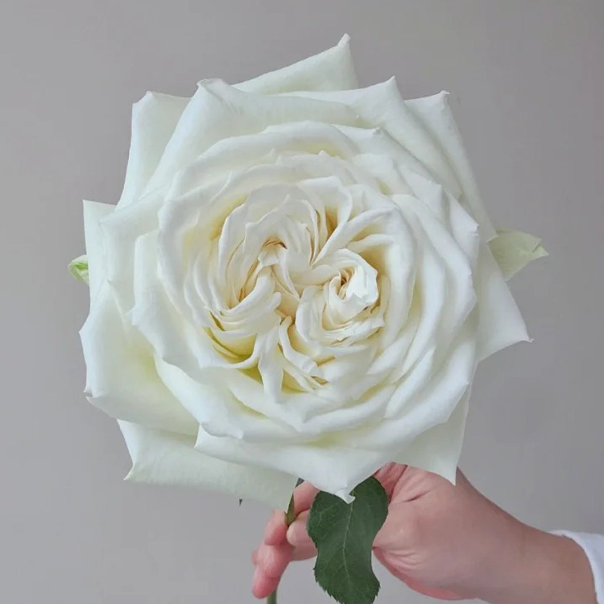 Tineke Japanese Florist Hybrid Tea Rose
