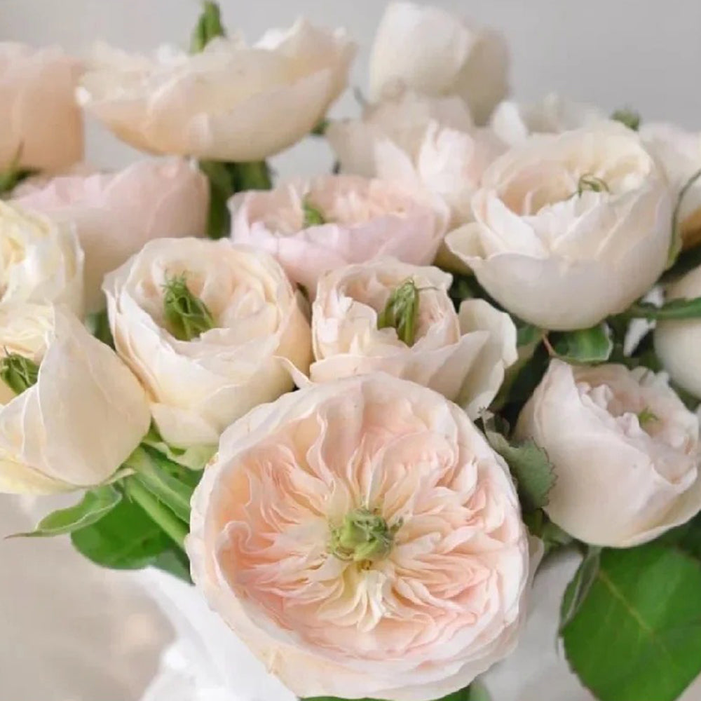 Tinkerbell Dutch Florist Shrub Rose – Highgarden Roses