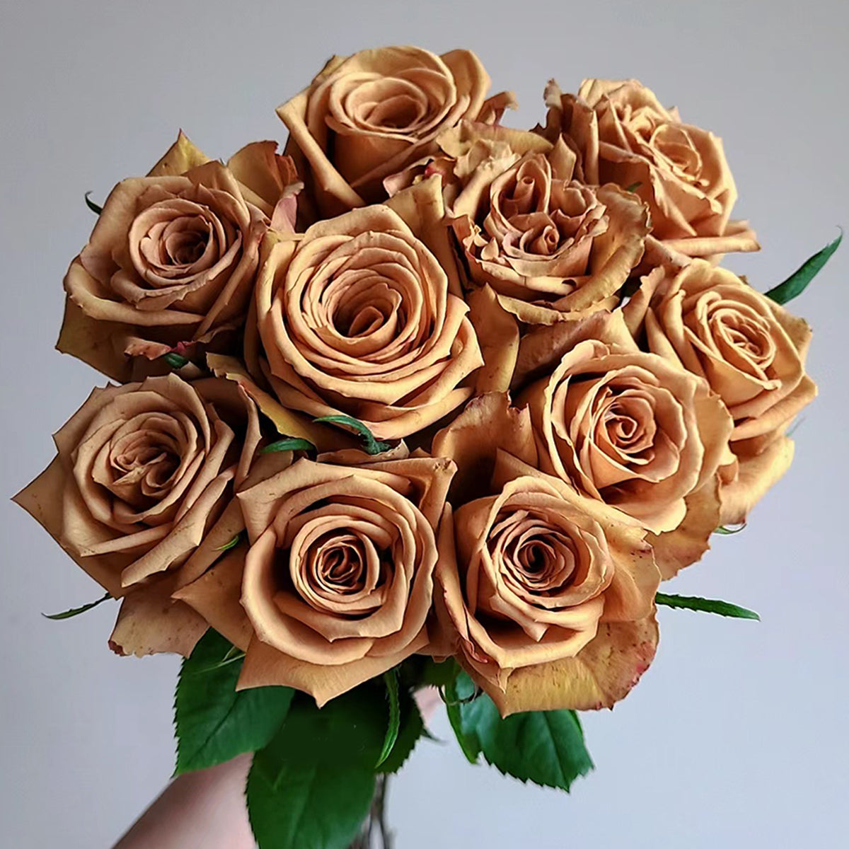 Toffee Ecuador Florist Shrub Rose – Highgarden Roses