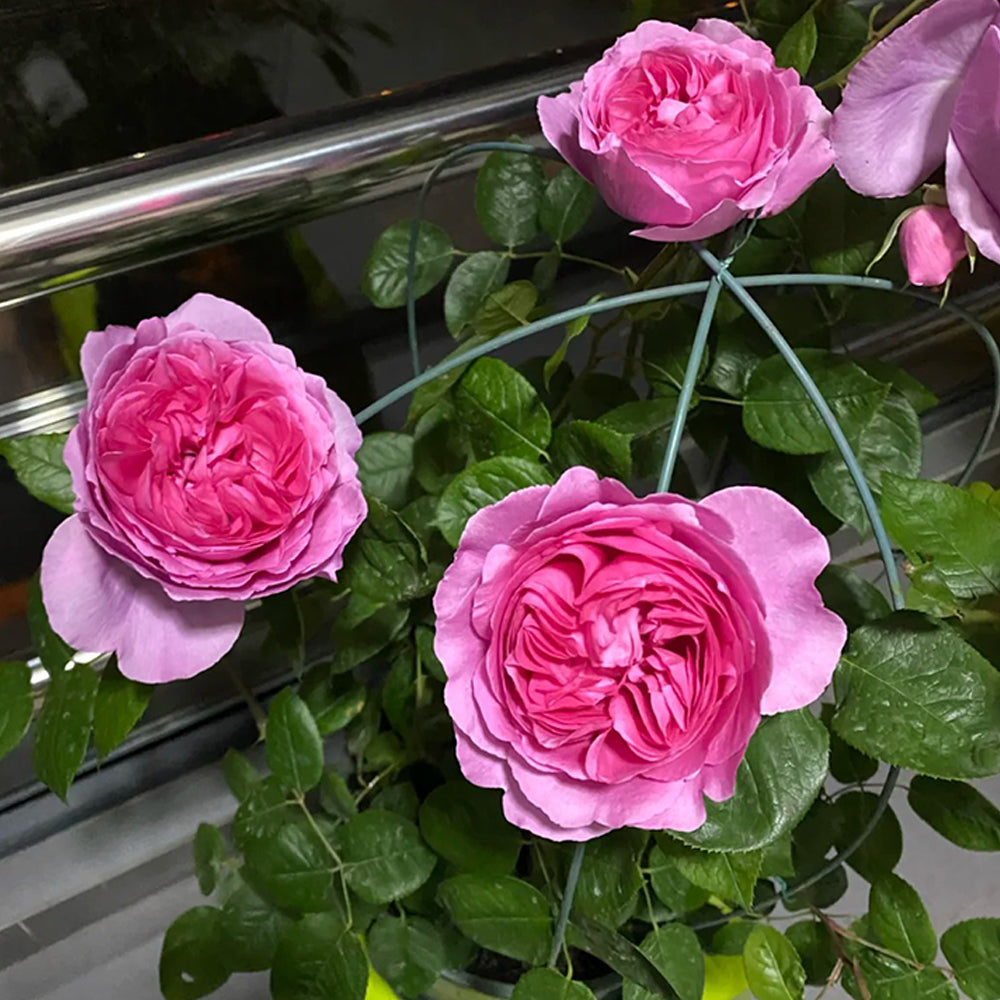 Towa Parfum Japanese Florist Shrub Rose For Sale – Highgarden Roses