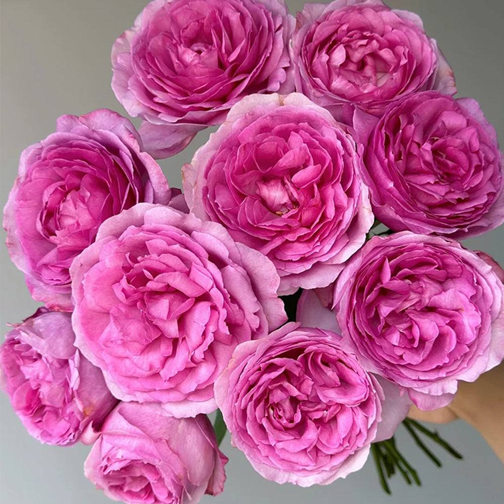ローズ❤️香水　toko towa Towa Parfum Japanese Florist Shrub Rose For Sale – Highgarden Roses