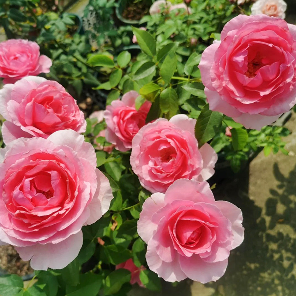Towa Parfum Japanese Florist Shrub Rose For Sale – Highgarden Roses