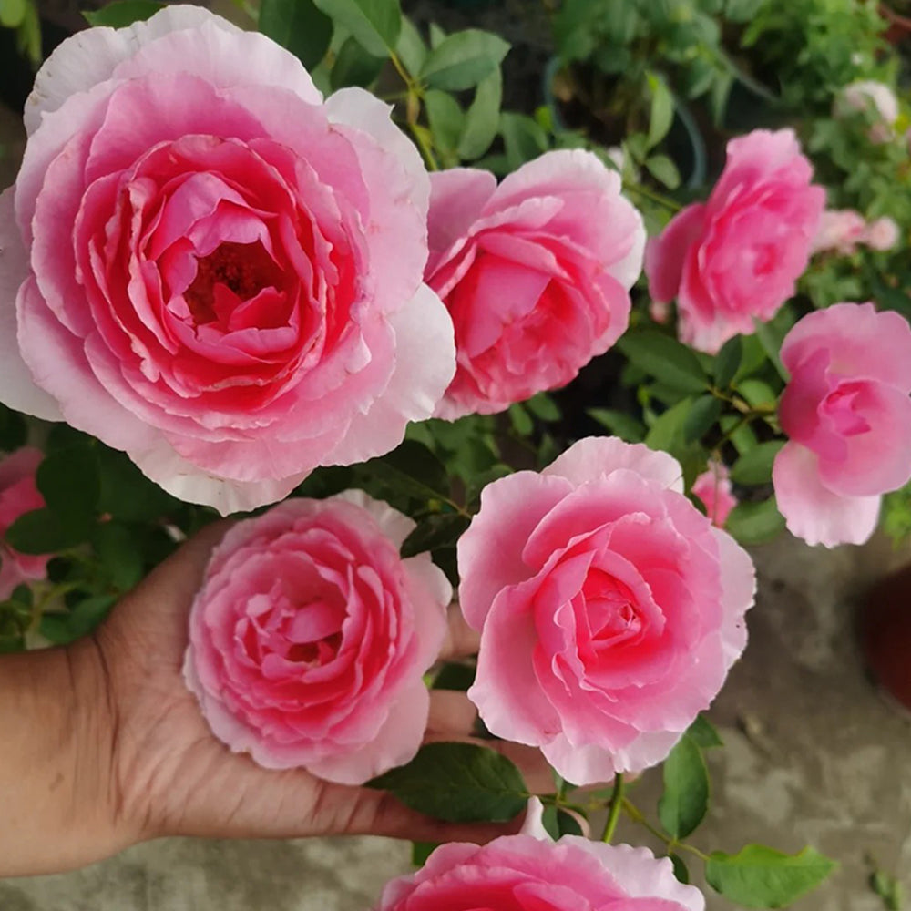 ローズ❤️香水　toko towa Towa Parfum Japanese Florist Shrub Rose For Sale – Highgarden Roses