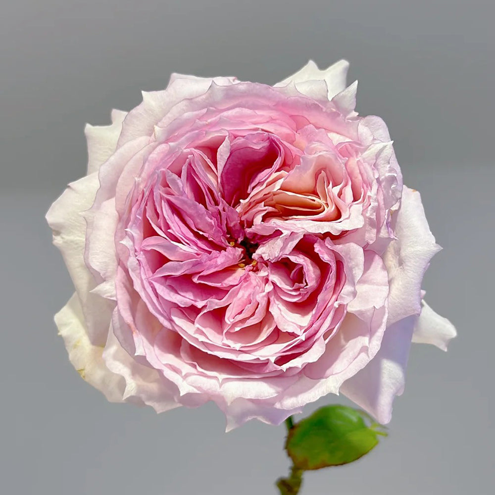 Träumerei Japanese Florist Shrub Rose | Highgarden Roses | David