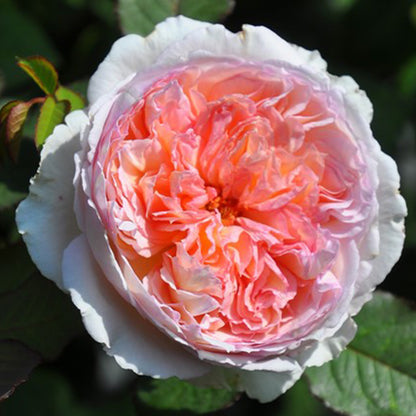 Träumerei Japanese Florist Shrub Rose