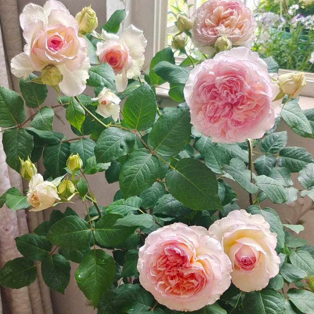 Träumerei Japanese Florist Shrub Rose