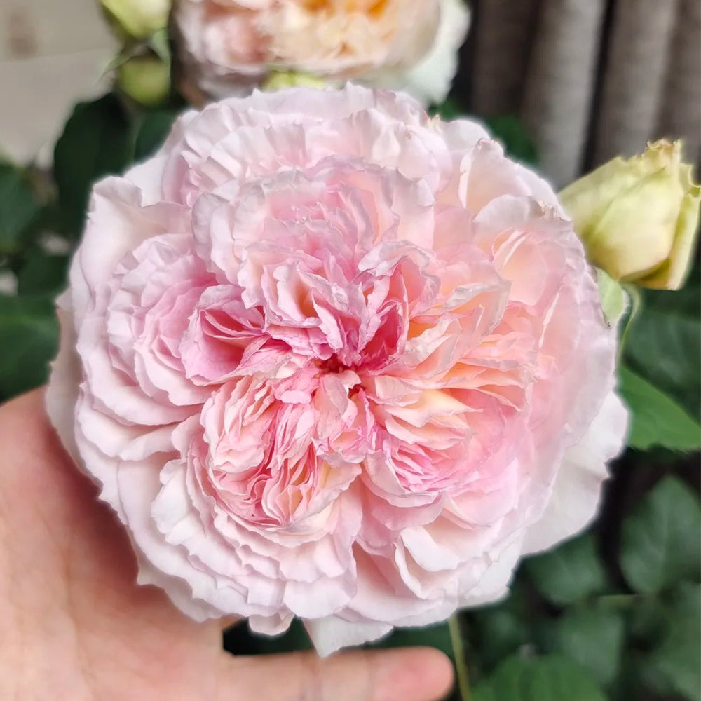 Träumerei Japanese Florist Shrub Rose | Highgarden Roses | David